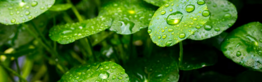 Centella Asiática: Beneficios para la Piel